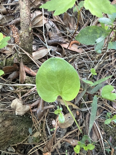 Parnassia caroliniana, photograph 3