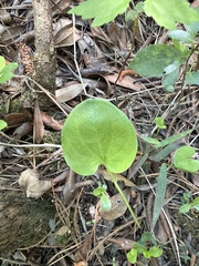 author not stated, no rights reserved Parnassia caroliniana, photograph author not stated, no rights reserved