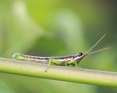 Neorthacris