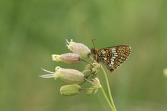 Melitaea varia