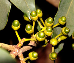 Actinodaphne hookeri