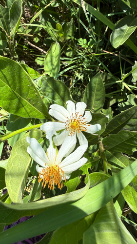 African Dogrose