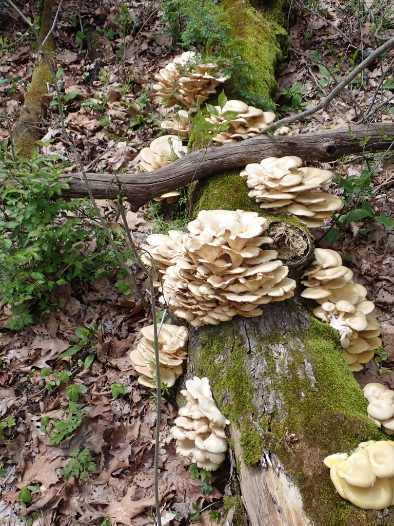 Pleurotus citrinopileatus · April 2026 · photo: © skatepunk (iNaturalist, cc0)