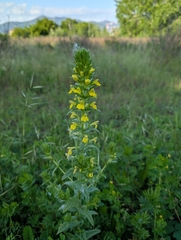 Viscid Bellardia (Bellardia viscosa)