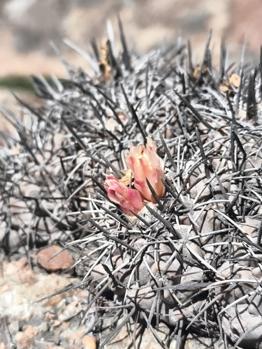 Copiapoa fiedleriana