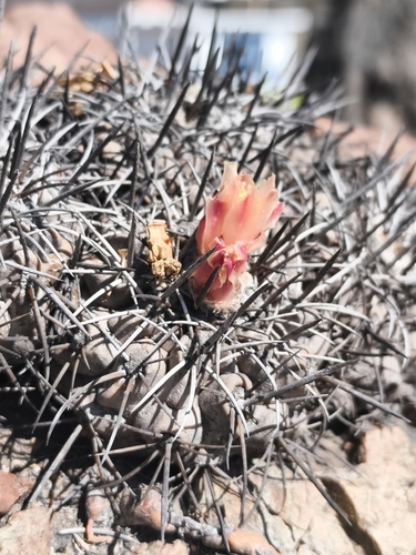 Copiapoa fiedleriana