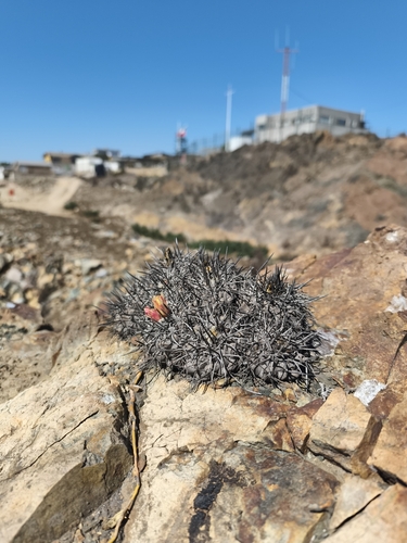 Copiapoa fiedleriana