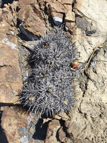 Copiapoa fiedleriana