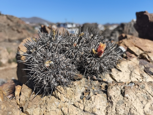 Copiapoa fiedleriana