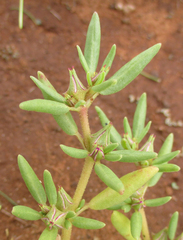 Sesuvium hydaspicum