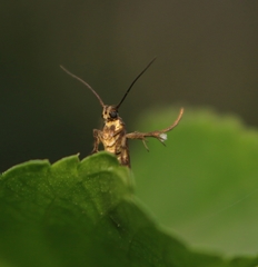 Eretmocera