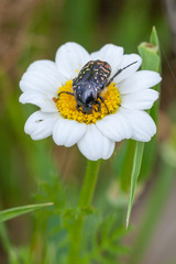 Oxythyrea noemi