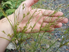 Juncus anthelatus