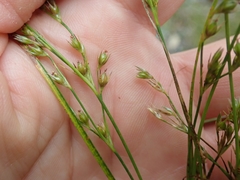Juncus anthelatus