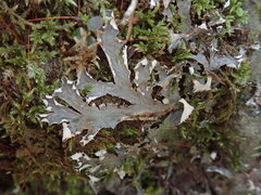 Peltigera nana