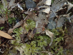 Peltigera nana