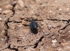 Cicindela nigrocoerulea