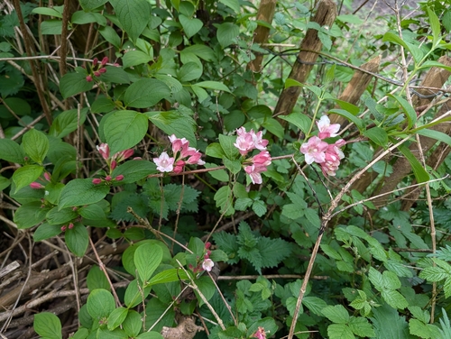 Weigelia