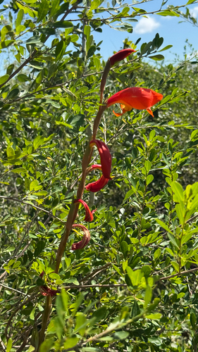 Dragon's-head Lily
