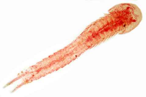 Horseshoe Shrimps