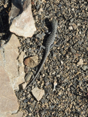 Oligosoma waimatense