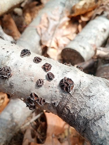 Sclerencoelia fascicularis observed 2026-04-21