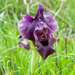 Iris haynei - Photo (c) Igal, some rights reserved (CC BY-NC), uploaded by Igal