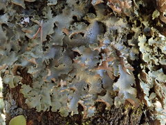 Pseudocyphellaria wilkinsii