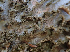 Pseudocyphellaria wilkinsii