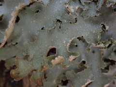 Pseudocyphellaria wilkinsii
