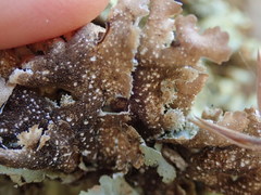 Pseudocyphellaria wilkinsii