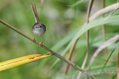 Prinia striata