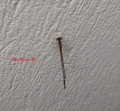 Enallagma semicirculare