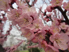 Prunus armeniaca