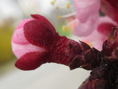 Prunus armeniaca