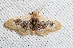Idaea gemmata