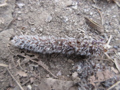Populus tomentiglandulosa