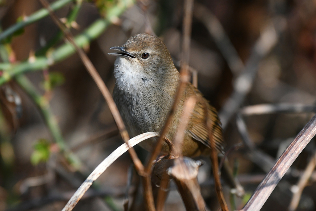 Taiwan Bush Warbler