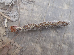 Populus tomentiglandulosa