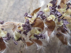Populus tomentiglandulosa