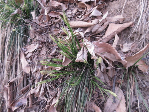 Carex pisiformis iNat (1)