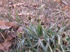 Luzula capitata