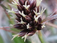 Luzula capitata