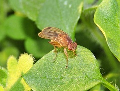 Suillia variegata