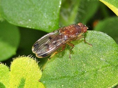 Suillia variegata
