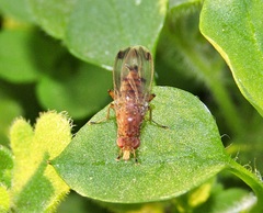 Suillia variegata