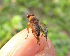 Suillia variegata