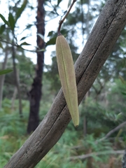 Parsonsia brownii