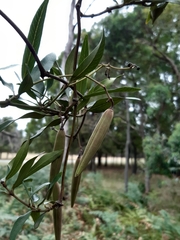 Parsonsia brownii