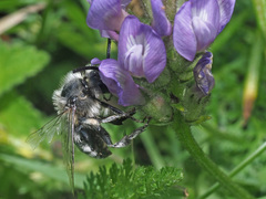 Melecta luctuosa